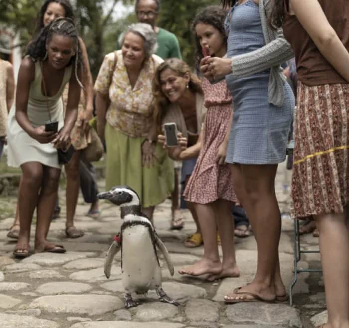 Mój Przyjaciel Pingwin: Gdy natura staje się najlepszym przyjacielem