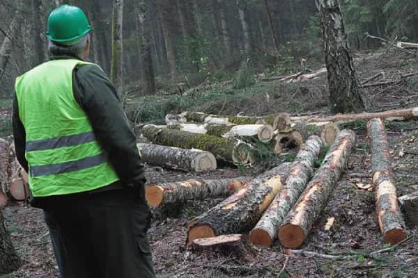 Kradzież drzewa z lasu - gdzie zgłosić i jak uniknąć problemów